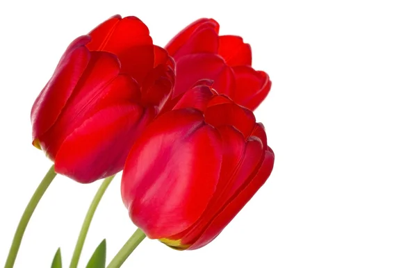 Three red tulips — Stock Photo, Image
