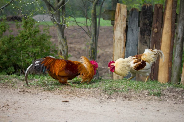 Dos pollas antes de pelear —  Fotos de Stock