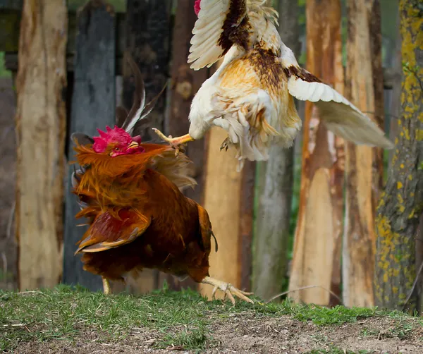 Dos pollas peleando — Foto de Stock