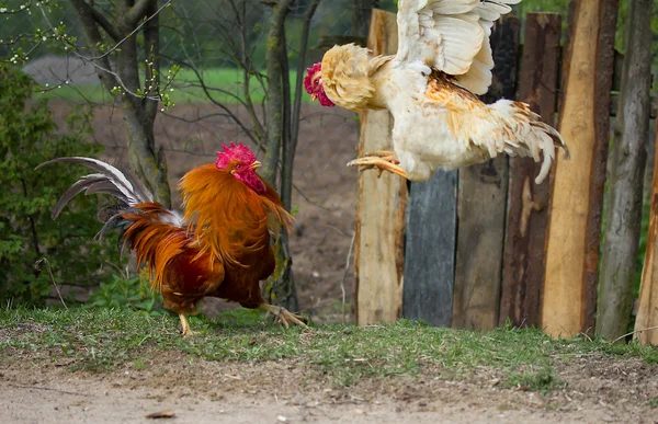 Dos pollas en lucha — Foto de Stock