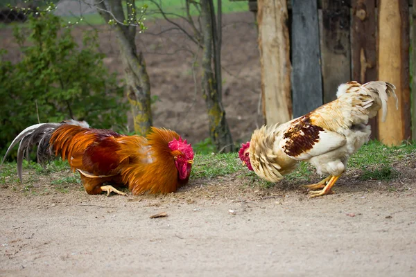 两个鸡巴准备战斗 — 图库照片