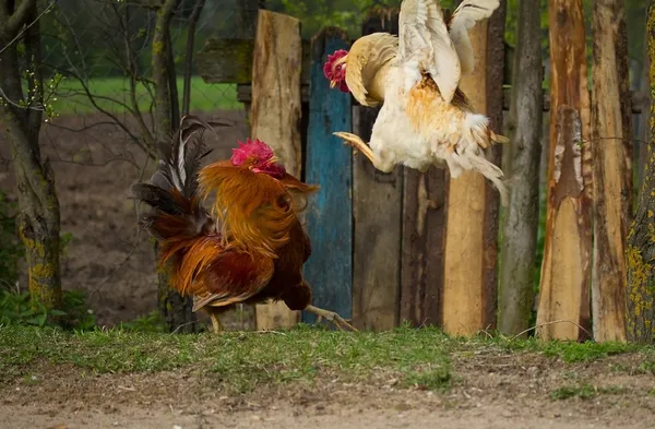Dos gallos peleadores — Foto de Stock