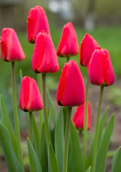 Wet red tulips — Stock Photo, Image