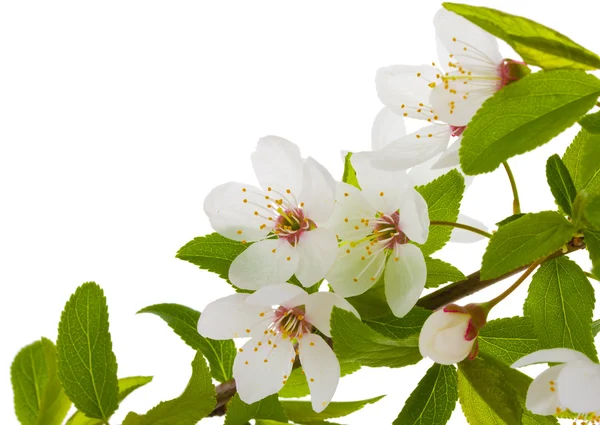 Blommande gren av plommon Stockfoto