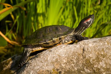 Tortoise sitting on stone clipart