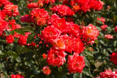 Bush of beautiful roses clipart