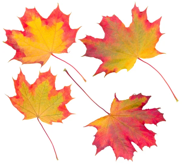 秋のカエデの葉のコレクション — ストック写真