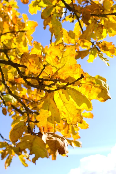 Listy podzimního dubu — Stock fotografie