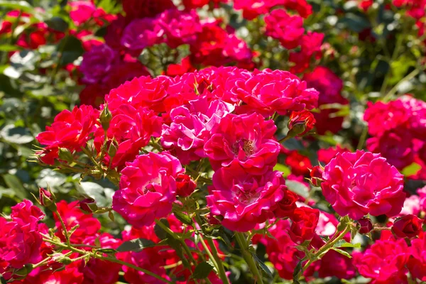 一丛丛美丽的粉红色玫瑰 — 图库照片