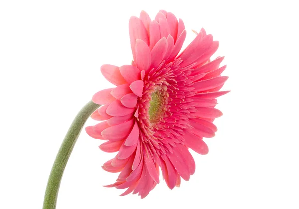 Gerbera rosa Fiore — Foto Stock