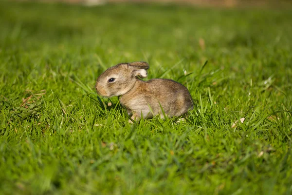 Gray bunny in green grass — Stock Photo, Image