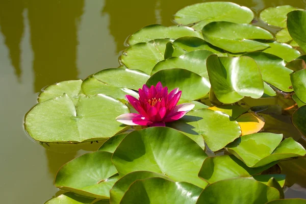 stock image Pink water lily