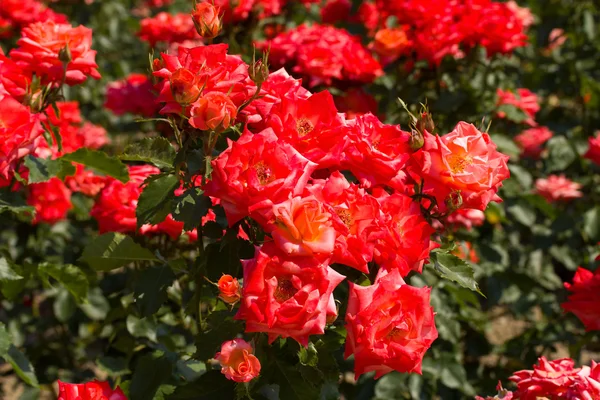 Bush de belas rosas — Fotografia de Stock