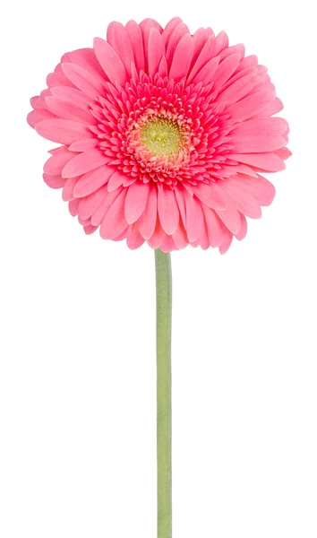 Pembe gerbera çiçek — Stok fotoğraf
