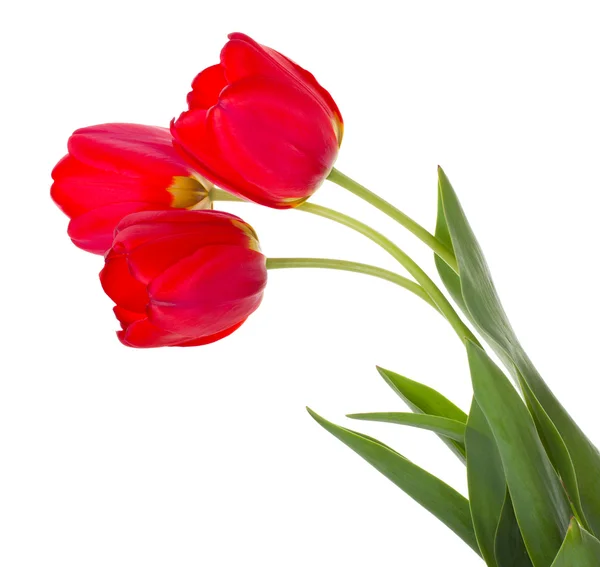 Vörös tulipán csokor — Stock Fotó