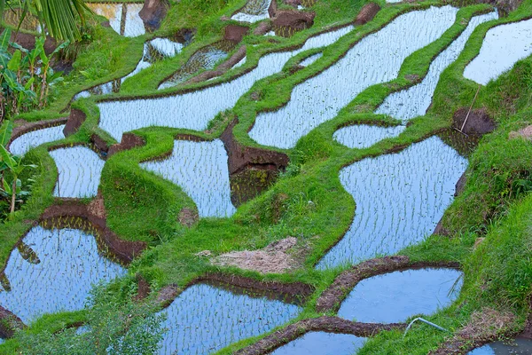 stock image Rice field