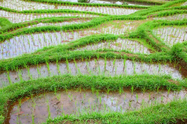 stock image Rice field