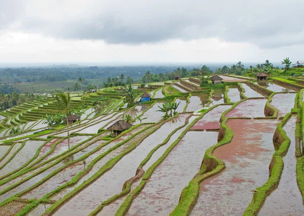 stock image Rice field