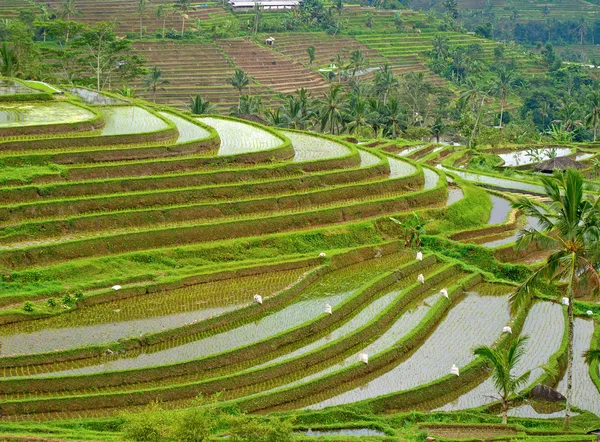 stock image Rice filed