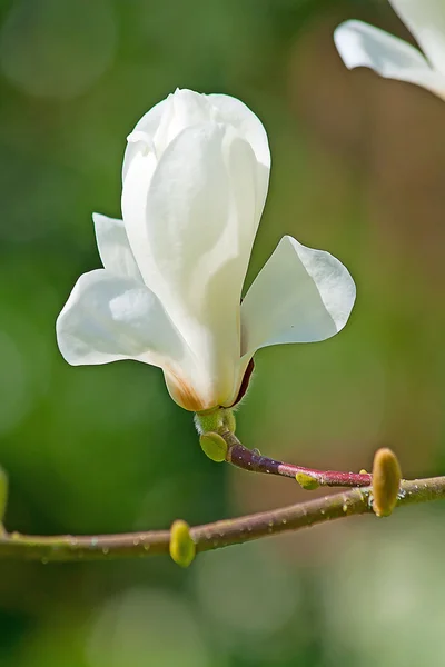 Magnolia — Photo