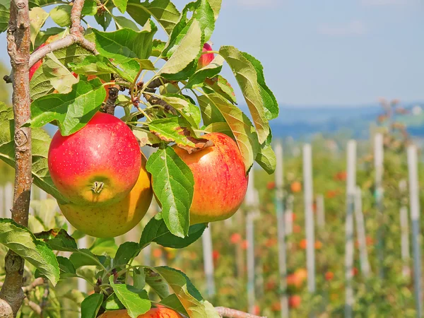 Giardino delle mele — Foto Stock