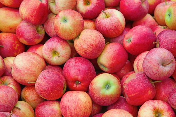 Riped kırmızı elmalar — Stok fotoğraf