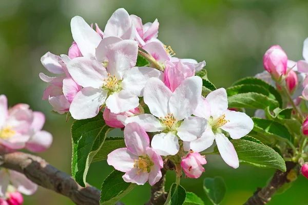 stock image Apple garden