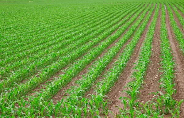 Młody zielony kukurydza sadzonka — Zdjęcie stockowe
