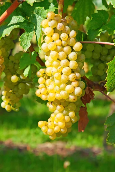 Yellow grapes — Stock Photo, Image