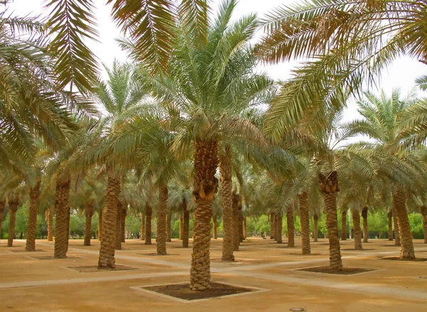 Jardim de palmeiras — Fotografia de Stock