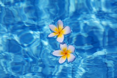 Tropical frangipani flower in water clipart