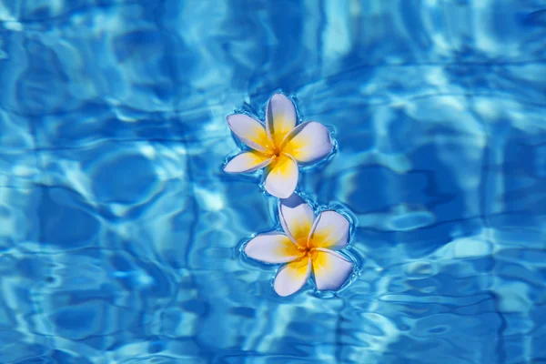 Květina tropického keře ve vodě — Stock fotografie