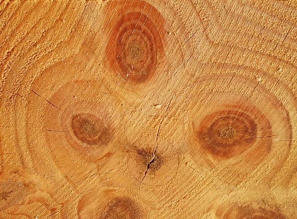 Garanhão de madeira fresco — Fotografia de Stock