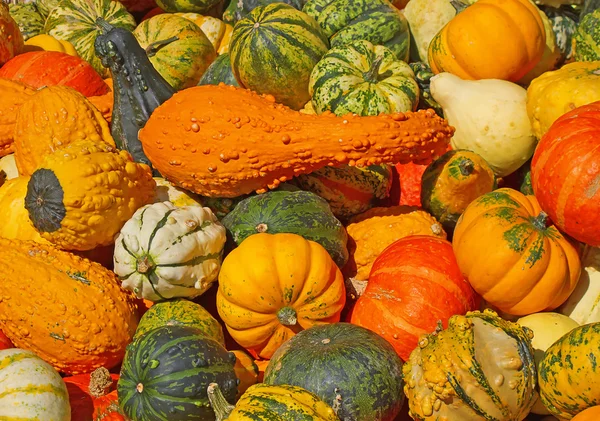 Colorful pumpkins — Stock Photo, Image