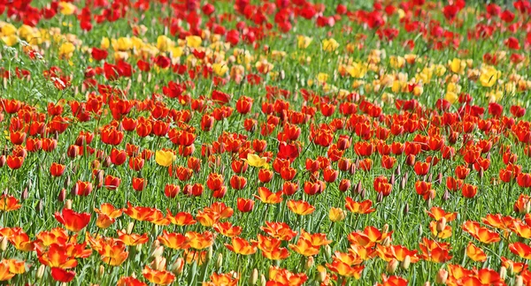 Gelbe und rote Tulpen — Stockfoto