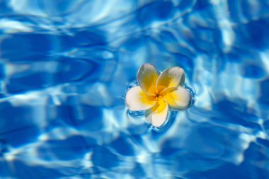 Tropical frangipani flower in water clipart