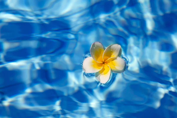 Flor de frangipani tropical na água — Fotografia de Stock