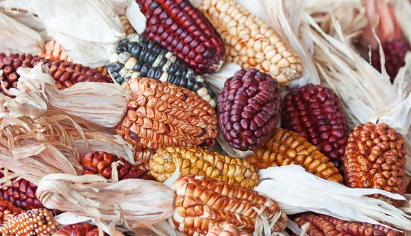 Dekoratív kukorica — Stock Fotó