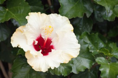 hibiscus çiçeği