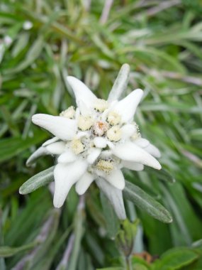 Edelweiss.