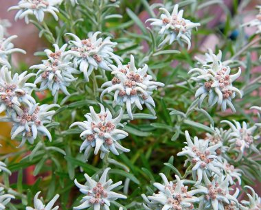 Edelweiss (Leontopodium alpinum) clipart