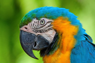 A blue and yellow macaw clipart