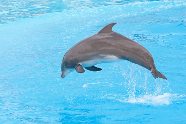 Bottlenose dolphin clipart