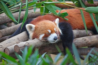 Red panda (firefox)