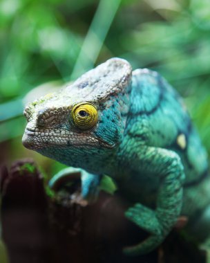 Green male chameleon clipart