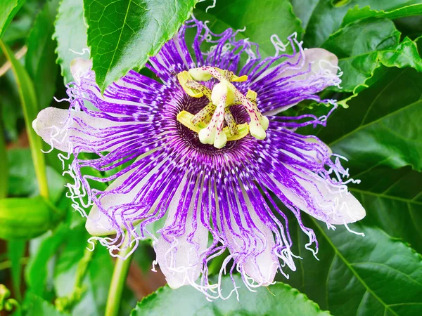 Maracuja (Passionsfrucht) Blume — Stockfoto