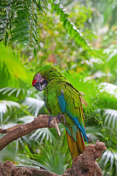 Зелений ара — стокове фото