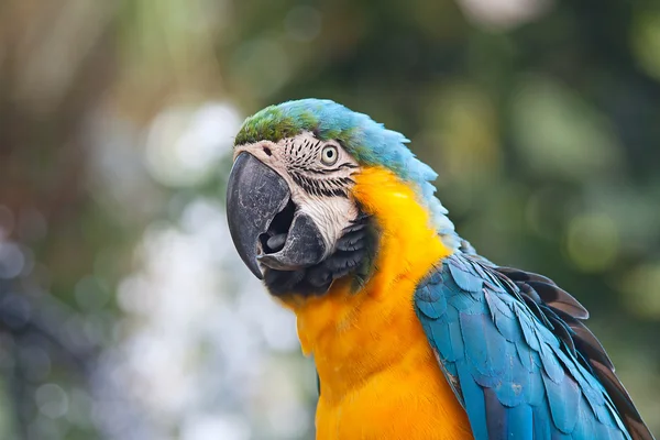 Papegoja, blå-och-gul Ara — Stockfoto