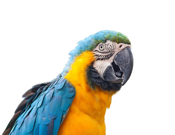 鹦鹉、 金刚鹦鹉蓝色和黄色 — 图库照片