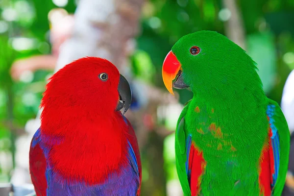 Pair of lori parrots — Stock Photo, Image